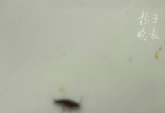 <b><b>子照实供述了犯罪现实</b></b>